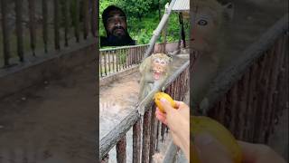 Monkey King wants to eat so fiparrot funny shortvideos viralvideo monkey foryou fyp [upl. by Herr467]