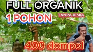 FULL ORGANIK BUAH ANGGUR SUPER BANYAK anggur berkebun kebunanggur anggurjupiter tanamananggur [upl. by Atived]