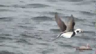 Old Squaw Long Tailed Duck [upl. by Terina462]