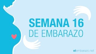 Semana 16 de embarazo  16 semanas de embarazo  El embarazo semana a semana [upl. by Staford]