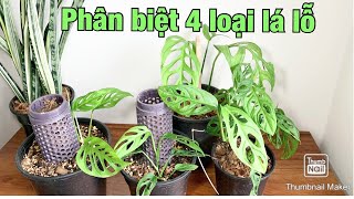 Phân biệt 4 loại Monstera Laniata Esqueleto trầu bà lỗ và Andansonii var Adansonii [upl. by Verdie]