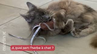 🐱 A quoi sert l’herbe à chat  🐾 – Minute Papillon EP11 [upl. by Liggett]