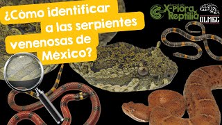 ¿Cómo identificar a las serpientes venenosas en México [upl. by Ellinger]