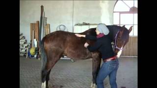 MLS® Laser Therapy for back pain of the horse quick and effective analgesic effect [upl. by Issi]