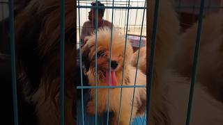 Lhasa Apso puppy for sale  Cheapest pet market  Cheaper than Galiff Street  Sreerampur Pet Market [upl. by Deanne]