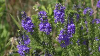 Вероника дубровник Veronica teucrium [upl. by Bogie]