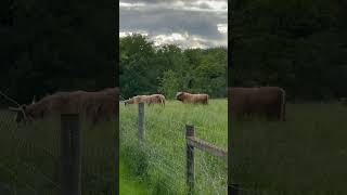 highlandcow greengrass happycows [upl. by Bush699]