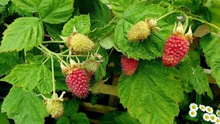 Growing Loganberries a delicious productive amp thornless  Blackberry and Raspberry hybrid [upl. by Hasseman]