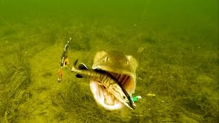 Aggressive Pike attacks Mike Tommy Ricky amp Percy fishing lures Rare underwater footage [upl. by Larkins]