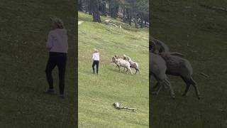 We’ll let you go this time lady tourist banff canada [upl. by Iramohs420]