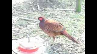 Copper Pheasant  syrmaticus soemmerringii soemmerringii [upl. by Babby933]