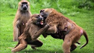 Insane Monkey fight [upl. by Quentin]