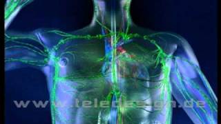 HGL 025 Lymphsystem  SD PAL  HGL 025 lymphatic system  SD PAL [upl. by Schechinger38]