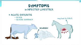 SALMONELLOSIS IN CATTLE IN KANNADA BY DR N B SHRIDHAR [upl. by Annabell]