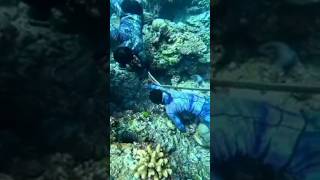 PINAKAMALAKING LOBA ANG MUNTIK MAKAWALA grouper viral fishing goliathgrouper [upl. by Flieger]