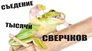 Ночная экскурсия в зоокоме Кормление лягушек Food for frogs [upl. by Anaicilef]