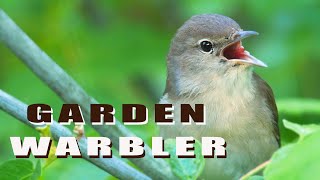 Garden Warbler Birds singing and feeding their chicks in the nest [upl. by Aowda]