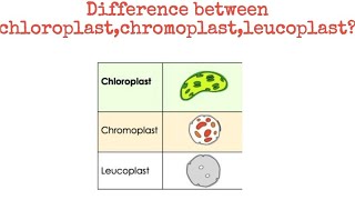 Difference between chloroplast chromoplast leucoplast biology [upl. by Ylremik]