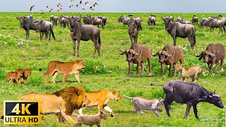 4K African Wildlife Tarangire National Park Tanzania  Scenic Wildlife Film With Real Sounds [upl. by Aihsekal]