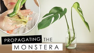 MONSTERA DELICIOSA  HOW TO PROPAGATE IN WATER UPDATE amp REPOTTING [upl. by Simon306]