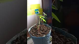 Epigeal germinationtimelapsetimelapse germination morphologicalgrowth ❤️❤️❤️ [upl. by Ayle38]