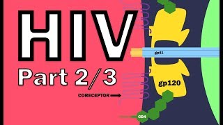 HIV Pathophysiology 23  HIV Life Cycle [upl. by Efar]