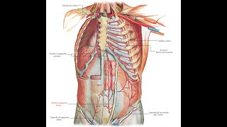 The Inferior epigastric artery Origin Course Supply and Anastomosis [upl. by Zurheide]