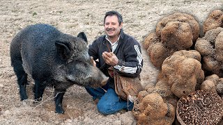 Búsqueda de la TRUFA con JABALÍ Un animal salvaje con 10 años de FINO OLFATO para la caza del hongo [upl. by Aneis585]