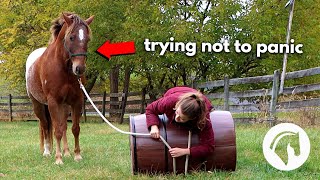 Fun Ways To Desensitize A Horse [upl. by Arved955]