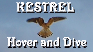 Kestrel  Bird of Prey  hover and dive [upl. by Silvana]