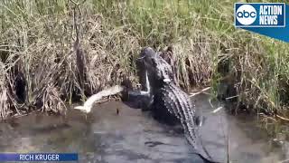 VIDEO Gator eats python in Everglades National Park [upl. by Froma509]