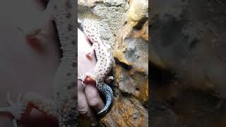 gecko leopardo White Yellow [upl. by Atsyrc453]