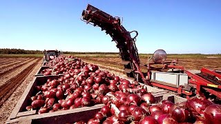 Cultivation And Harvest Of Hundreds Of Tons Of Onions  Modern Agriculture Technology [upl. by Ahsilyt962]