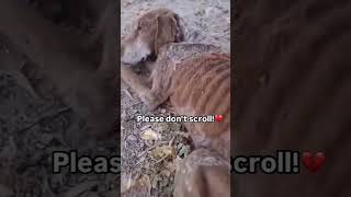 Donation link in bio dog rescue helpdogrescues doglover puppy rescuedandloved dogowner [upl. by Aimit]