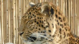 Chinesischer Leopard closeup [upl. by Munsey]