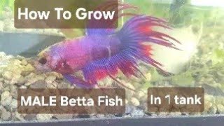 How to Grow Male Betta Fish together in 1 Tank in 3 minutes [upl. by Ema942]