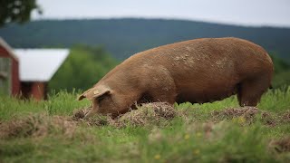 Raising 400 Pigs On Pasture COMPLETE [upl. by Aon]