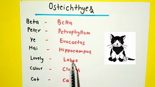 Chondrichthyes and Osteichthyes Examples Tricks  Animal Kingdom [upl. by Cathryn]