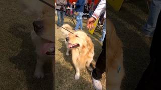 Dog Show 2k23  Gadvasu  Ludhiana [upl. by Pich]