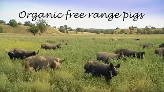 Anvil Media  Organic free range pigs education video [upl. by Eadrahc]