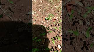 Seed Germination Process For🌱Plants Garden nature shortvideo shortvideo shorts garden trend [upl. by Conroy701]