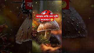 আল্লাহ মাছি কেন সৃষ্টি করেছেন🤔 islamicstory islamicbangla islamicvideo ytfactsshorts iqtest [upl. by Melliw186]