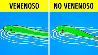 Qué hacer cuando ves una serpiente [upl. by Ajani]