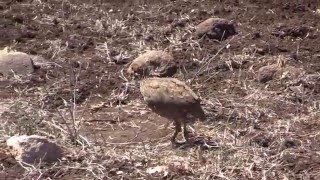 Birds of South Africa  Bustards Cuckoos Doves Francolins Pigeons and Turacos [upl. by Inaja]