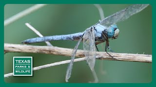 PBS Trailer  Dragonfly Chasers Hiking Blind amp Texas Bison [upl. by Asiela]