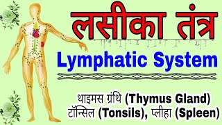 लसीका तंत्र  Lymphatic System  लसीका तंत्र की संरचना  Structure of Lymphatic System in hindi [upl. by Fremont]