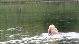 Standard Poodle Retrieve Rene in the water [upl. by Avaria]