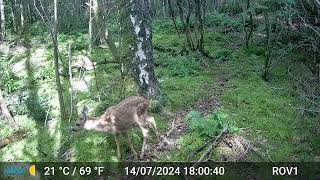 Bad Benteim Germany wildlife  111 Deer youngster eating [upl. by Threlkeld]