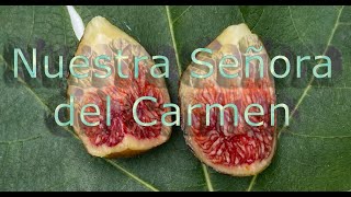 Nuestra Señora del Carmen  My first taste in 2021 of this anticipated fig variety [upl. by Ydiarf]