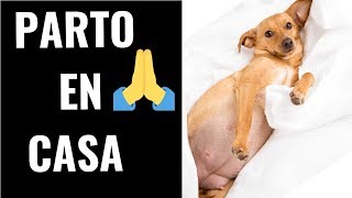 🛑 Ayuda a tu Perrita a PARIR en CASA de Forma Segura ⏩Como Ayudar a Parir a una Perrita en Casa ✅ [upl. by Coady479]